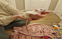 Rat rodents for sale: 3 female rats - Image 11