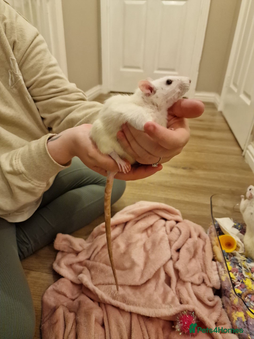 Rat rodents for sale: 3 female rats - Image 11
