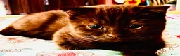 Scottish Fold cats for sale: SALE SALE! 3 Scottish Fold Kittens for sale - Advert 1