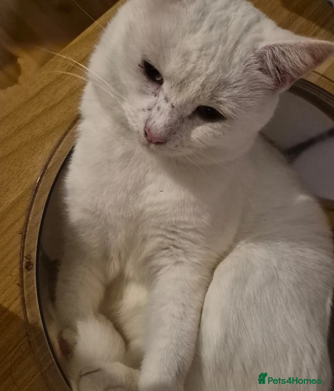 Domestic Shorthair cats for sale: Shirt, around 2 years old male - Advert 2