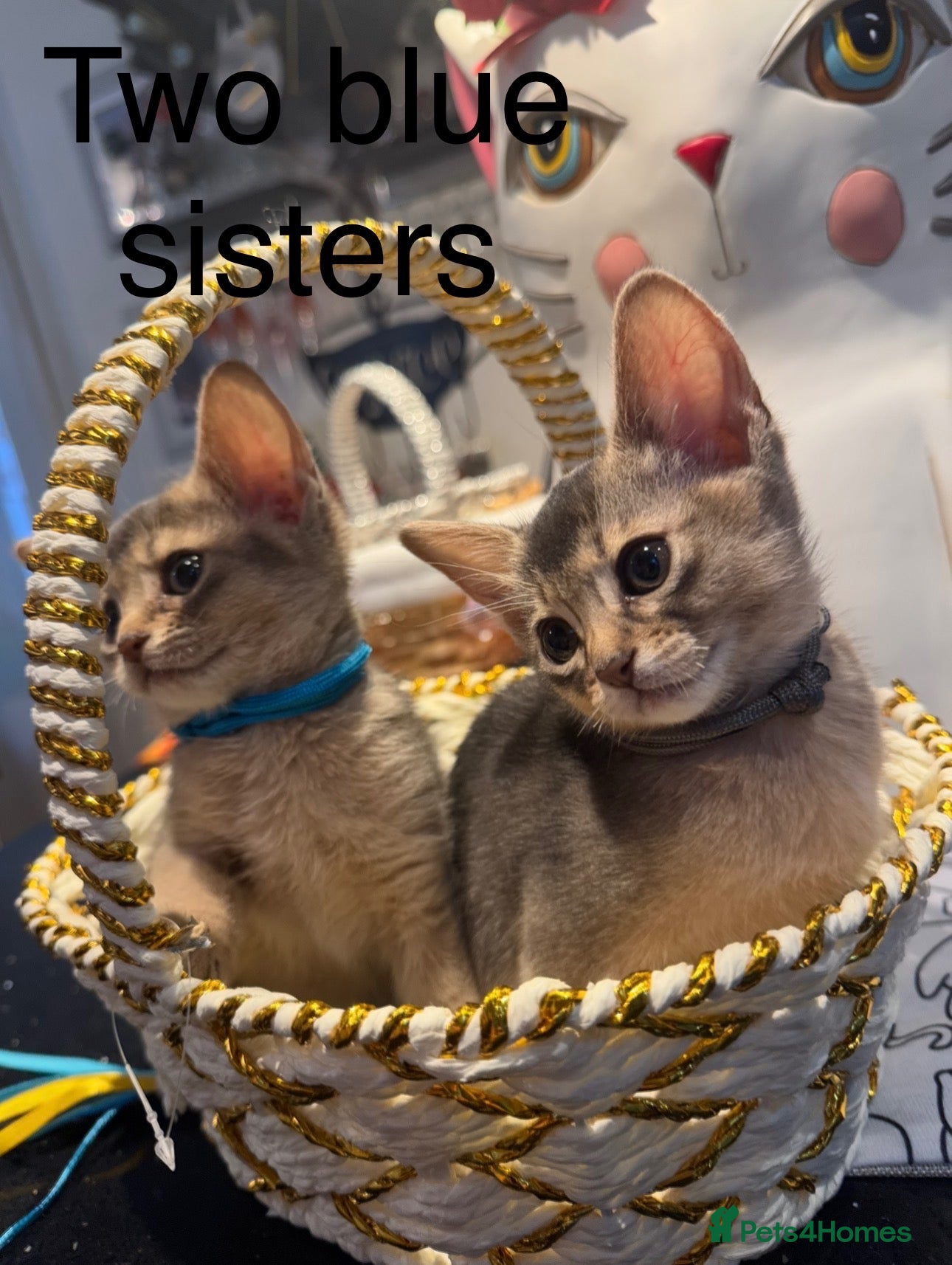 Abyssinian cats Three Abyssinian sisters looking for a new home - Advert 2