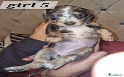 Dachshund dogs for sale: 7 beautiful dachshunds puppys - Image 13