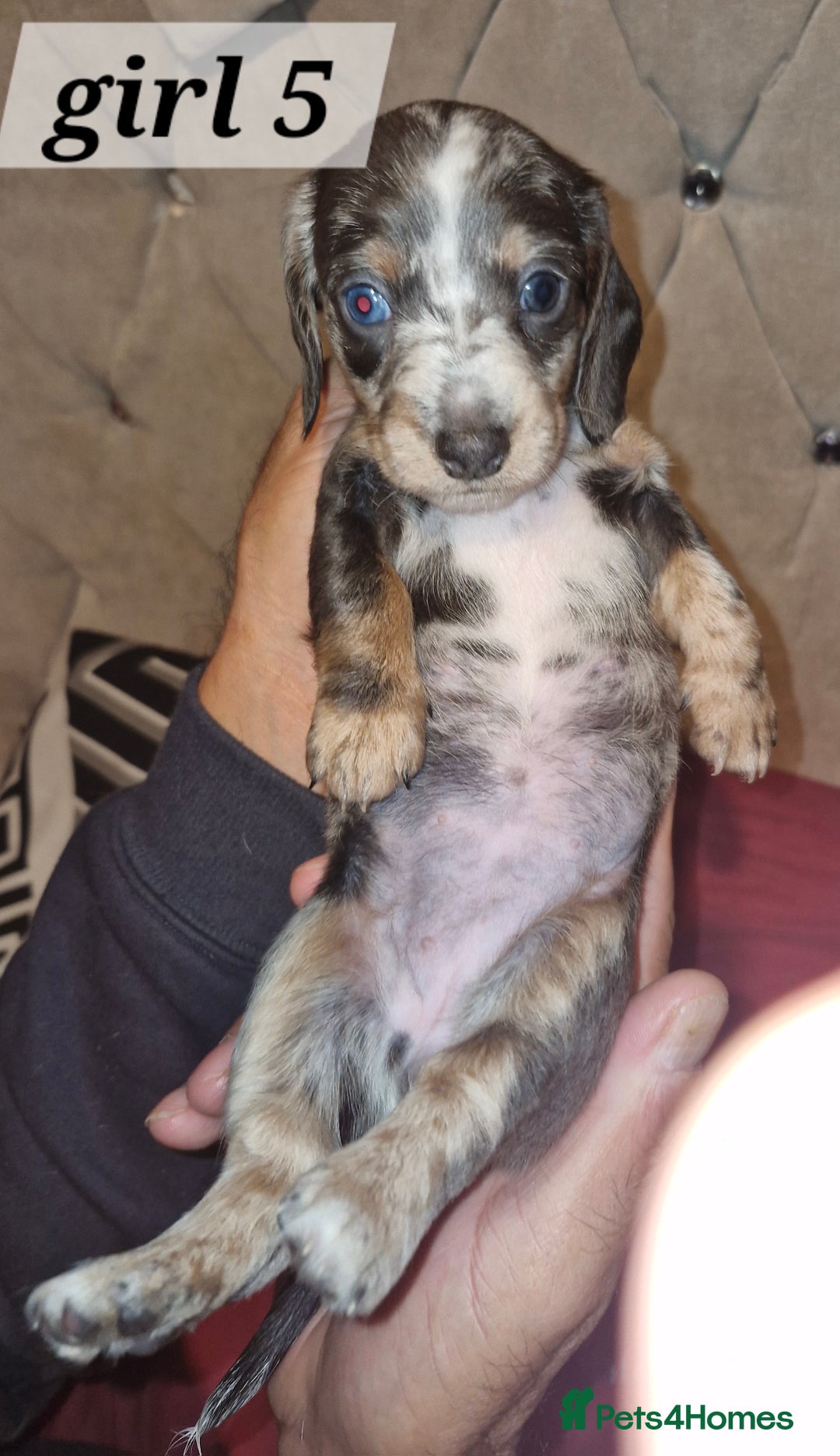 Dachshund dogs for sale: 7 beautiful dachshunds puppys - Image 13