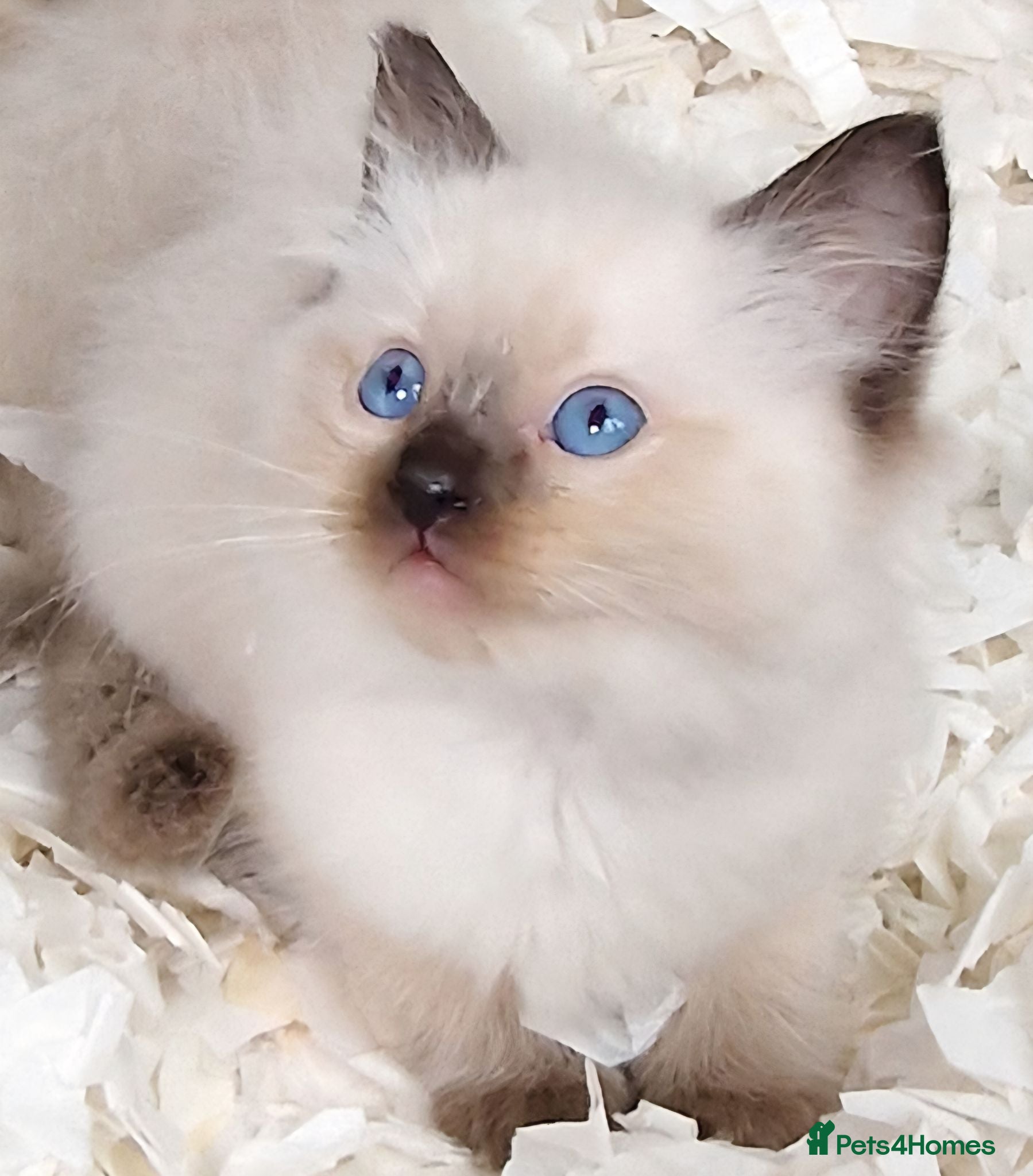 Perdoll cats Gorgeous litter gccf registered Ragdoll kittens  - Advert 1