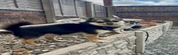 Chihuahua dogs for adoption: Long haired chihuahua - Advert 3