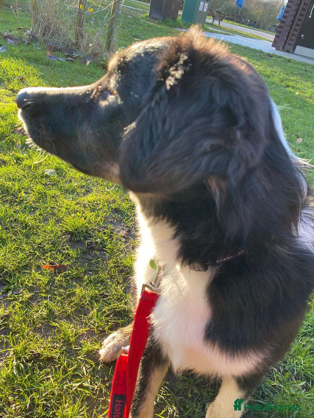 Mixed Breed dogs for adoption: 🐾 Meet WOODY 🐾  He's ready for a Loving Family - Advert 3