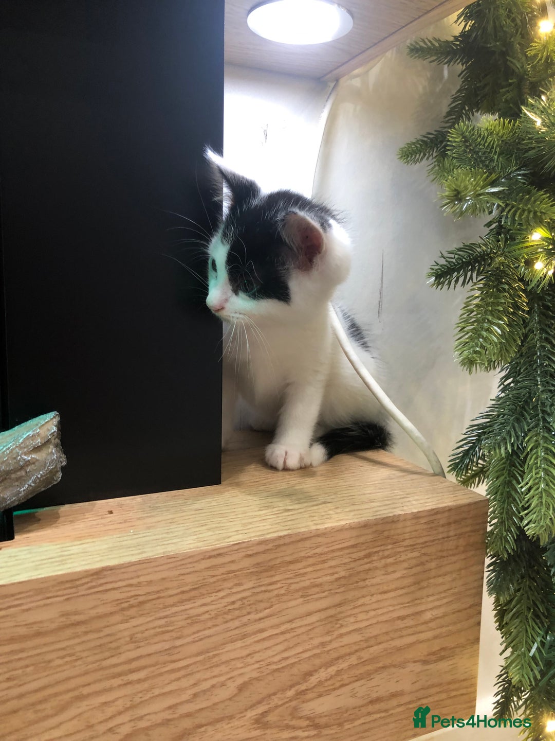 Mixed Breed cats for sale: 4 Lovely kittens for sale  - Advert 13