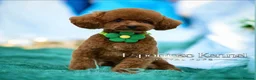 Maltipoo dogs for sale: Exceptional F1 Maltipoo puppies - Advert 14