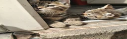 Mixed Breed cats for sale: Beautiful Half Bengal Kittens - Advert 8