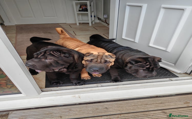 Shar Pei dogs - Advert 1