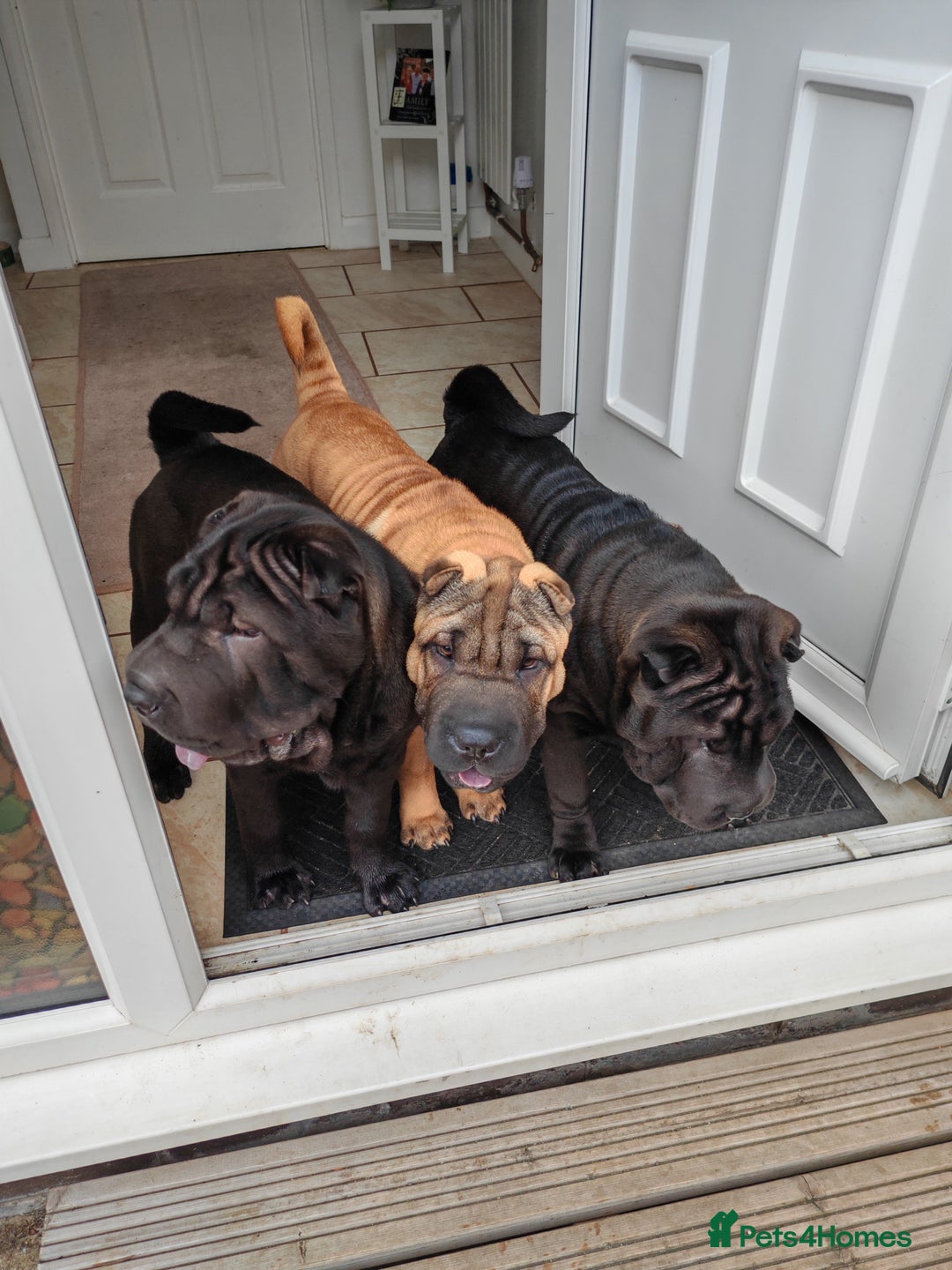 Shar Pei dogs for sale: Sujarah Shar Pei Puppies Available  - Image 1