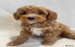Maltipoo dogs for sale: Waiting list now open , health tested, Maltipoo’s - Image 7