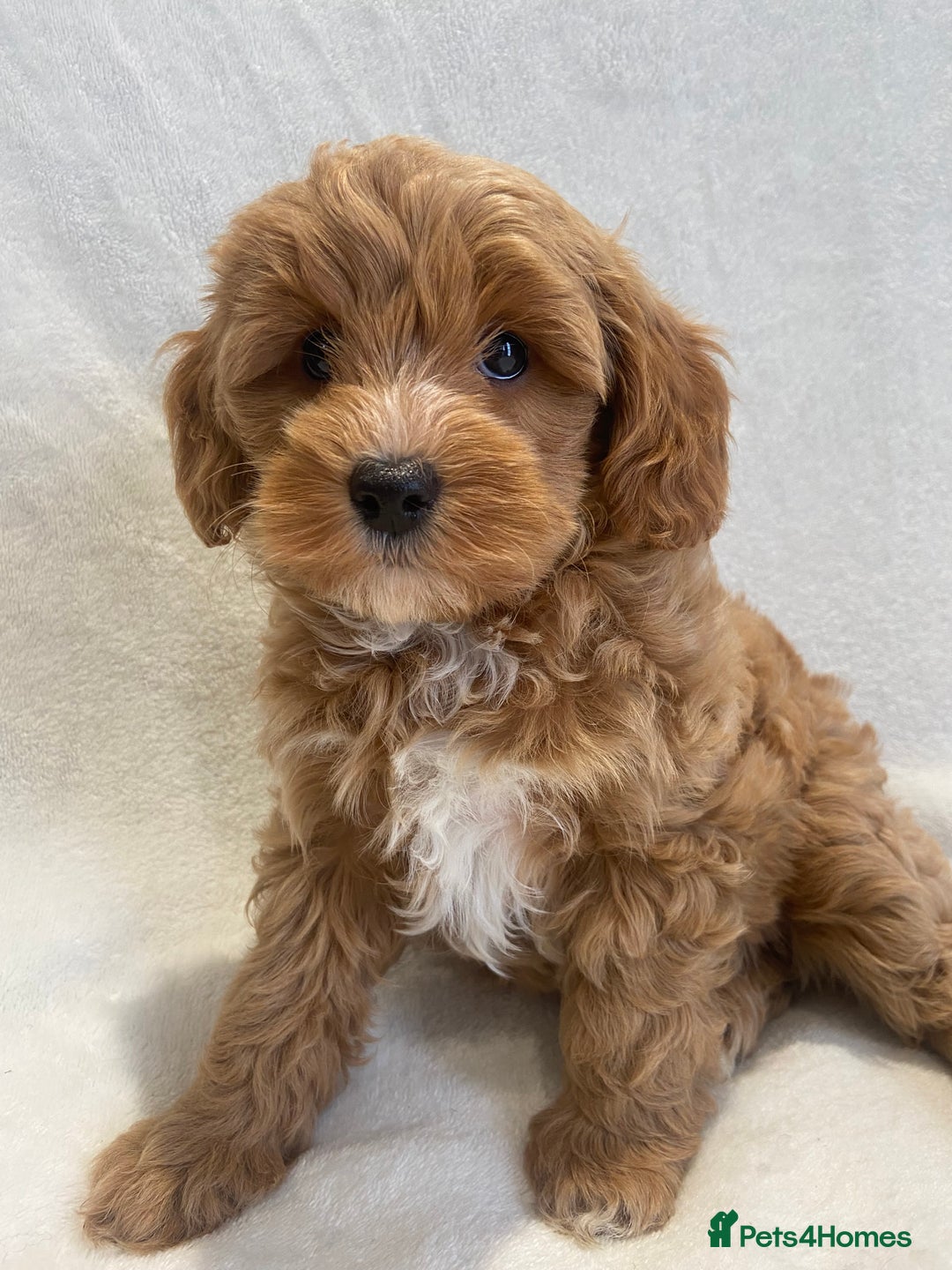 Maltipoo dogs for sale: Waiting list now open , health tested, Maltipoo’s - Image 7