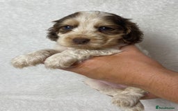 Cocker Spaniel dogs for sale: Show type cocker spaniels  - Image 4