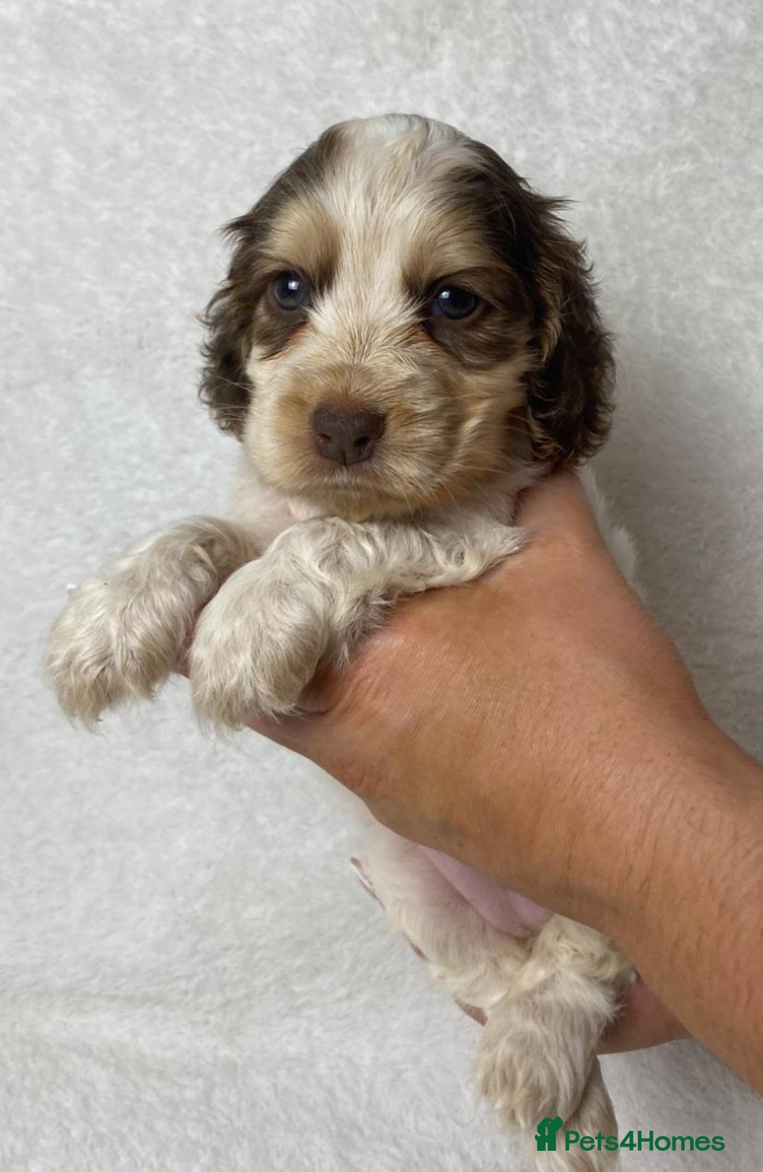 Cocker Spaniel dogs for sale: Show type cocker spaniels  - Image 4