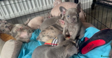 French Bulldog dogs - Advert 4