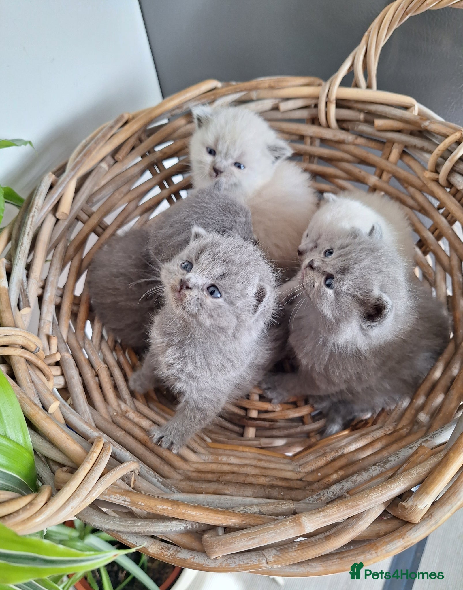 British Shorthair cats Adorable BSH kittens, Gray and white, London  - Advert 1