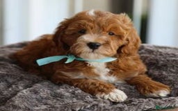 Goldendoodle dogs for sale: Goldendoodle puppies for sale  - Image 4