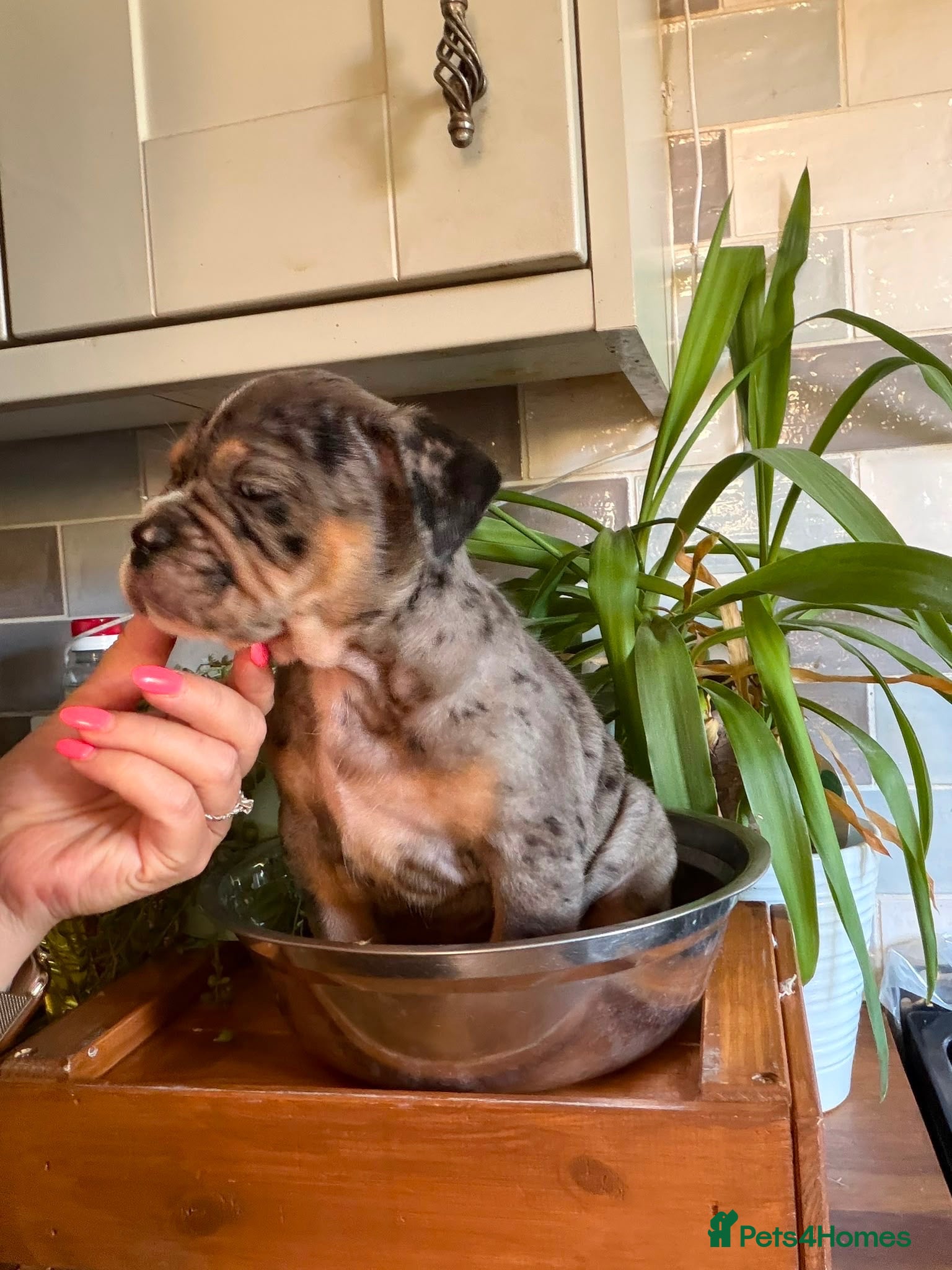 English Bulldog dogs Fabulous colours healthy bulldog puppies  - Advert 1