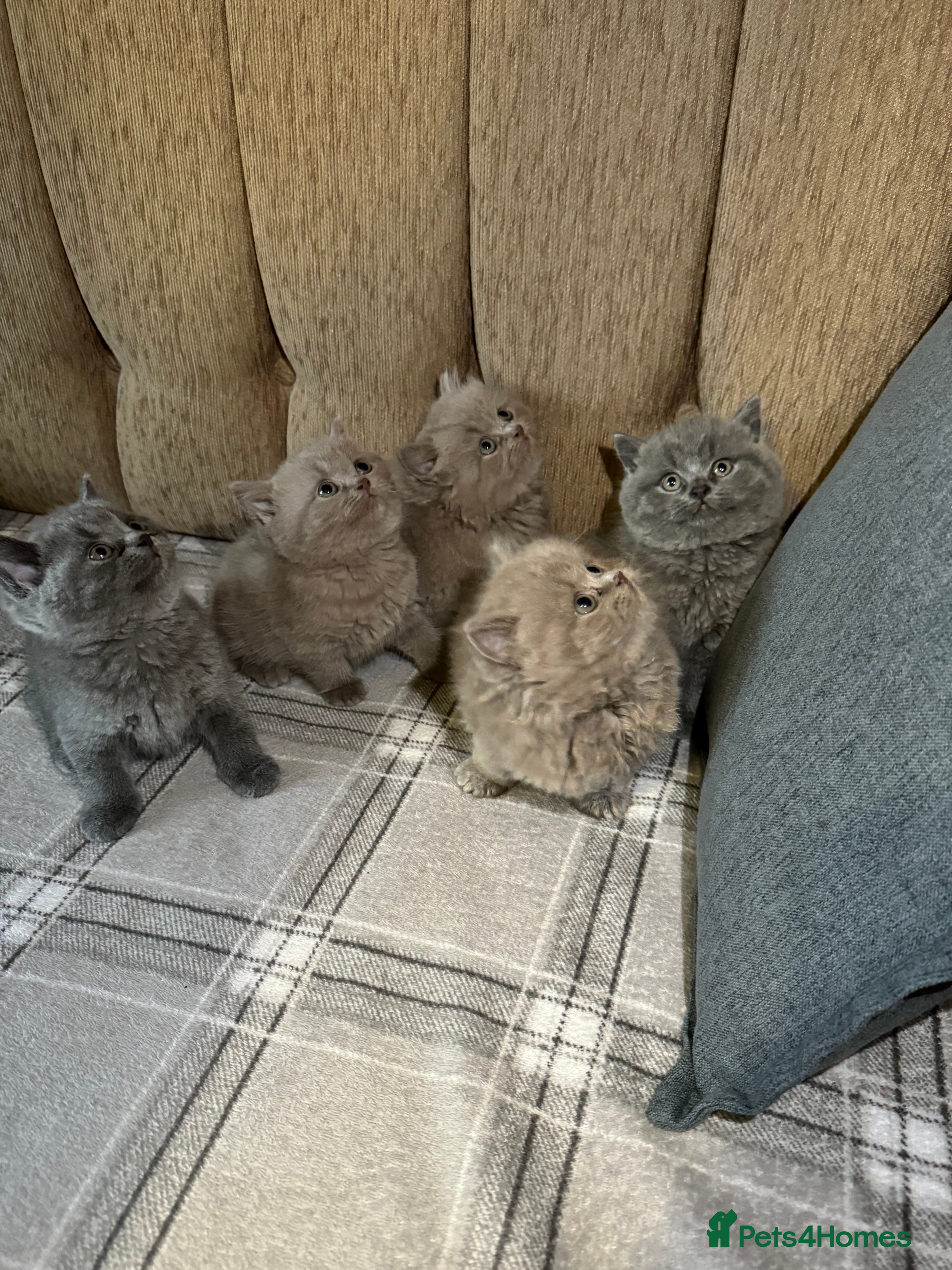 British Shorthair cats British shorthair kittens lilac and blue - Advert 2