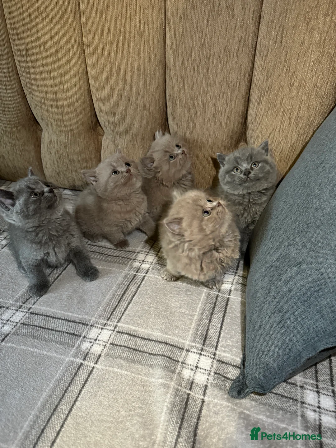 British Shorthair cats for sale: British shorthair kittens lilac and blue - Advert 1