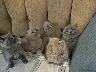 British Shorthair cats British shorthair kittens lilac and blue - Advert 2