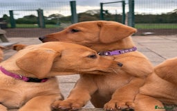 Labrador Retriever dogs for sale: Gorgeous KC Fox Red Labradors  - Image 5