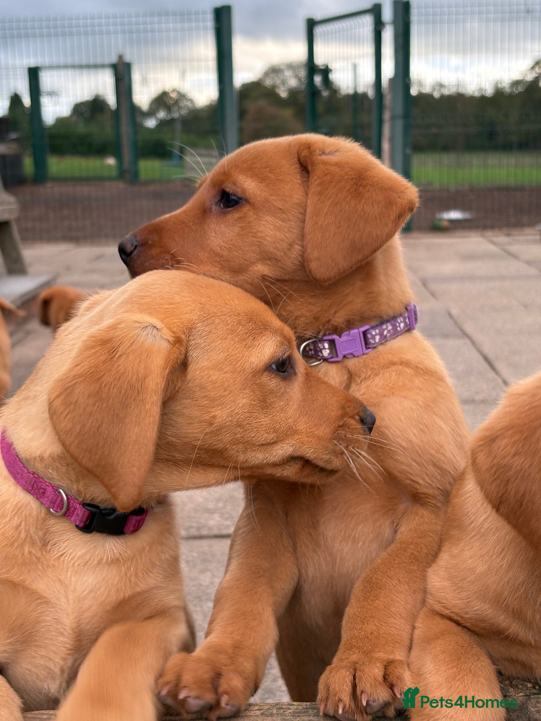 Labrador Retriever dogs for sale: Gorgeous KC Fox Red Labradors  - Image 5
