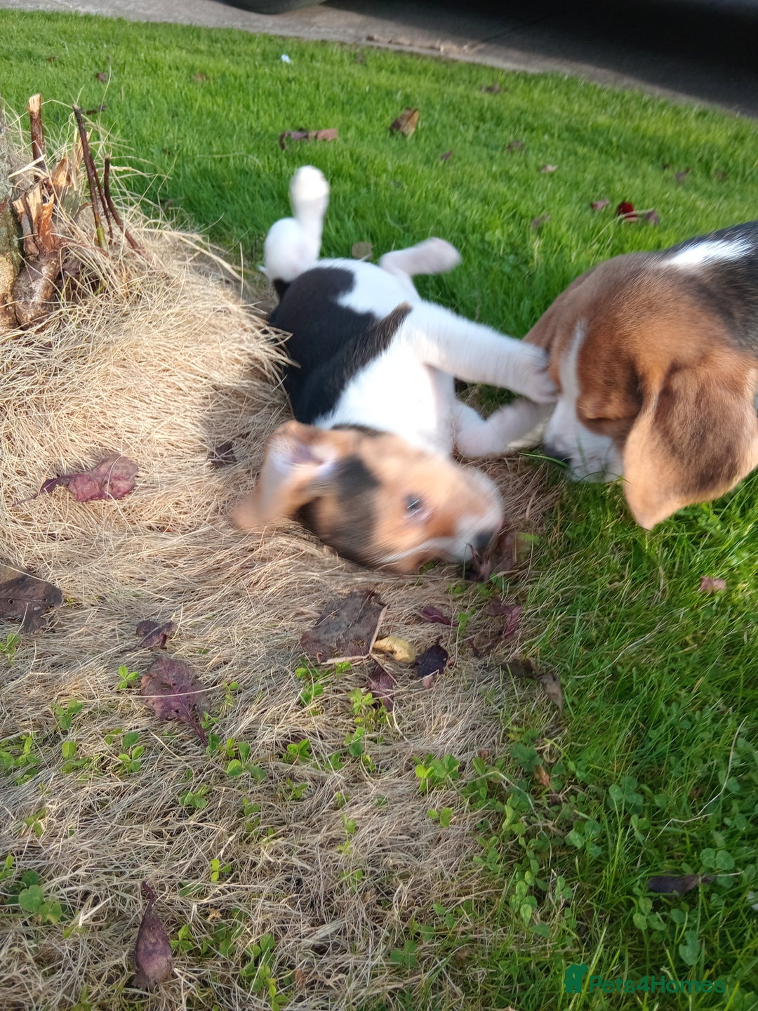 Beagle dogs for sale: Genuine Foot Beagles - Image 14