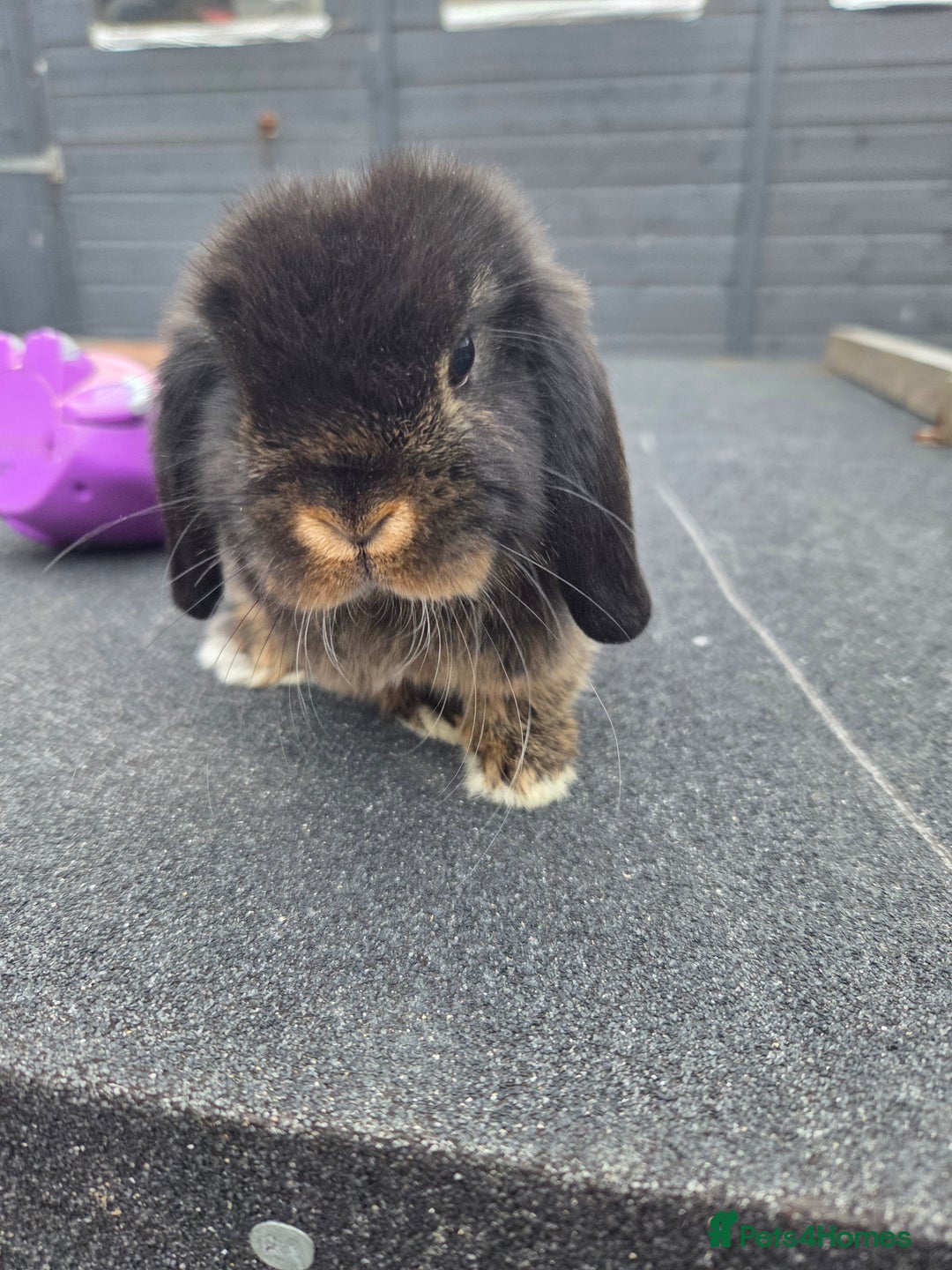 Mini Lop rabbits for sale: 2 mini lops  - Image 2
