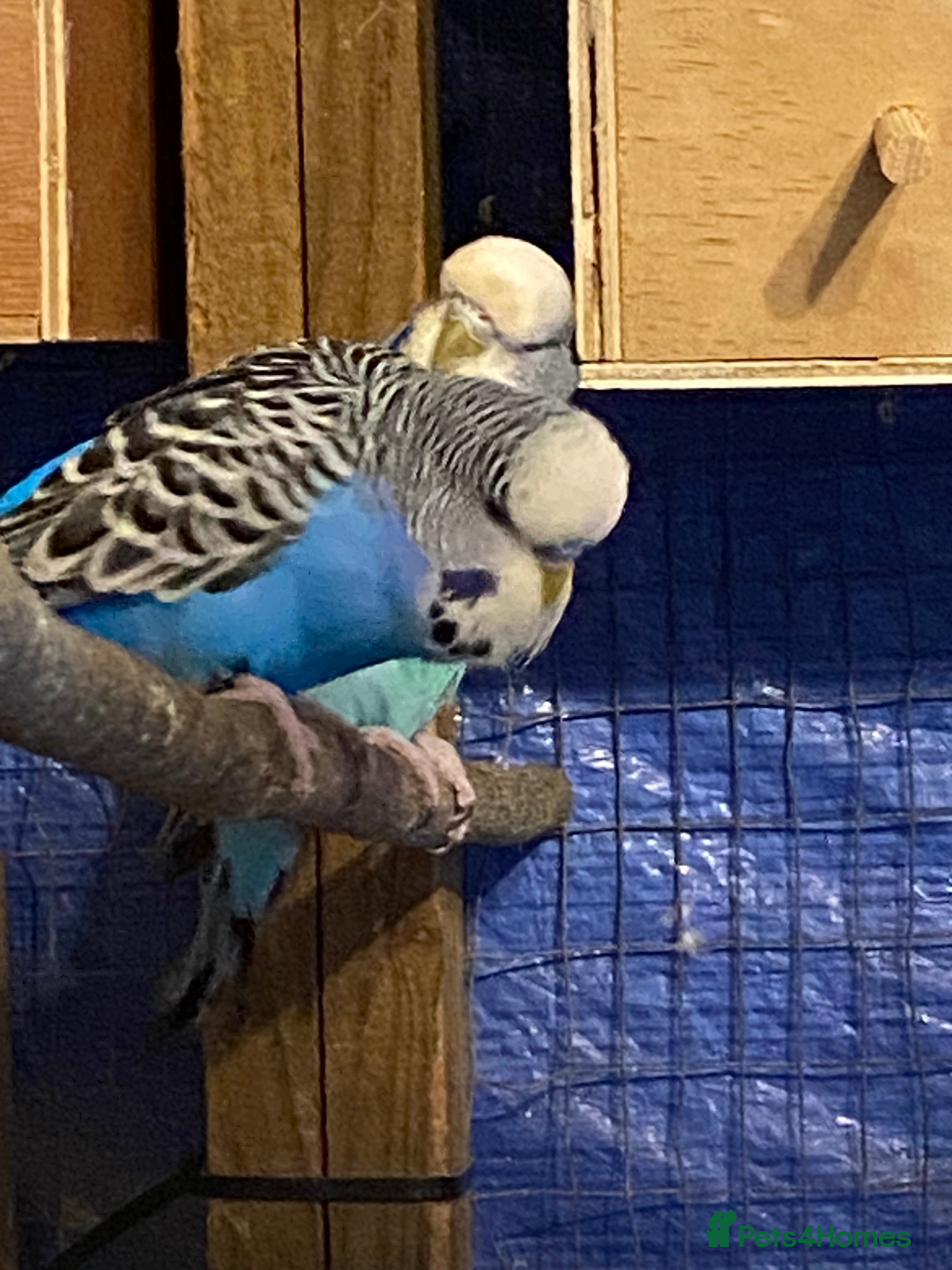 Budgerigars birds 2 pairs of Budgies for sale  in Saint Austell - Advert 15