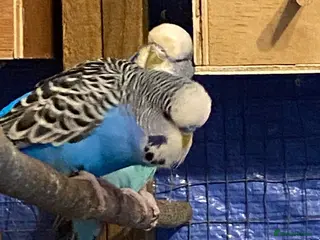 Budgerigars birds 2 pairs of Budgies for sale in Saint Austell - Advert 15