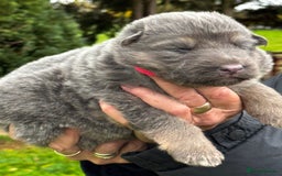 German Shepherd dogs for sale: ⭐️Chunky kc reg GSD pups ⭐️  - Image 17