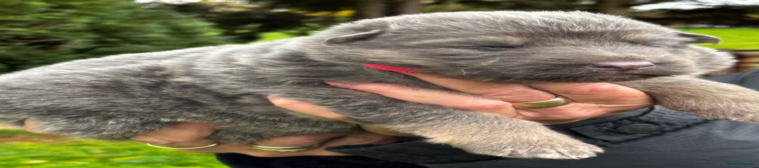 German Shepherd Puppy 3