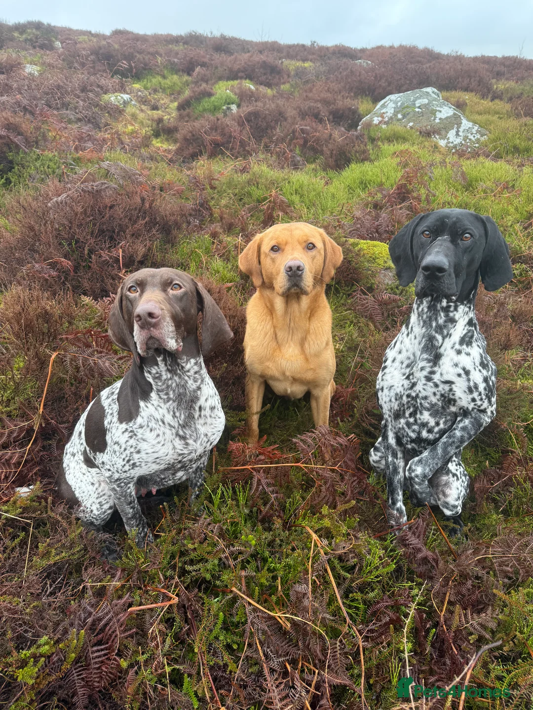Labrador Retriever dogs for stud: KC reg fully health tested, gorgeous Lab for stud. - Advert 2