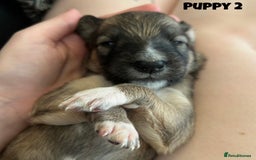 Mixed Breed dogs for sale: Puppies For Sale!  - Image 4