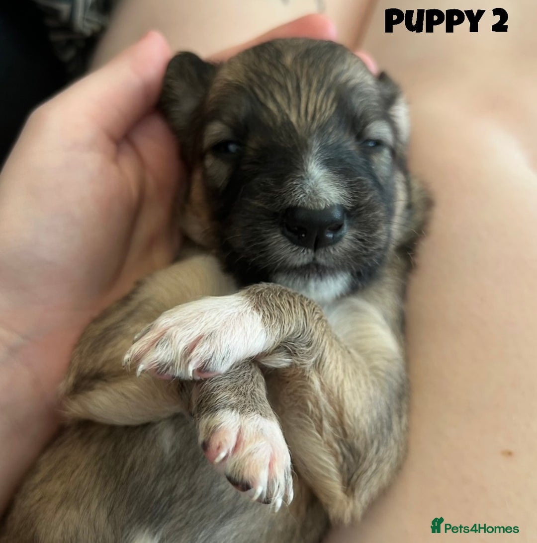 Mixed Breed dogs for sale: Puppies For Sale!  - Image 4