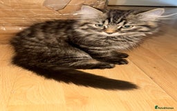 Siberian cats for sale: Beautiful Siberian kittens  - Image 10