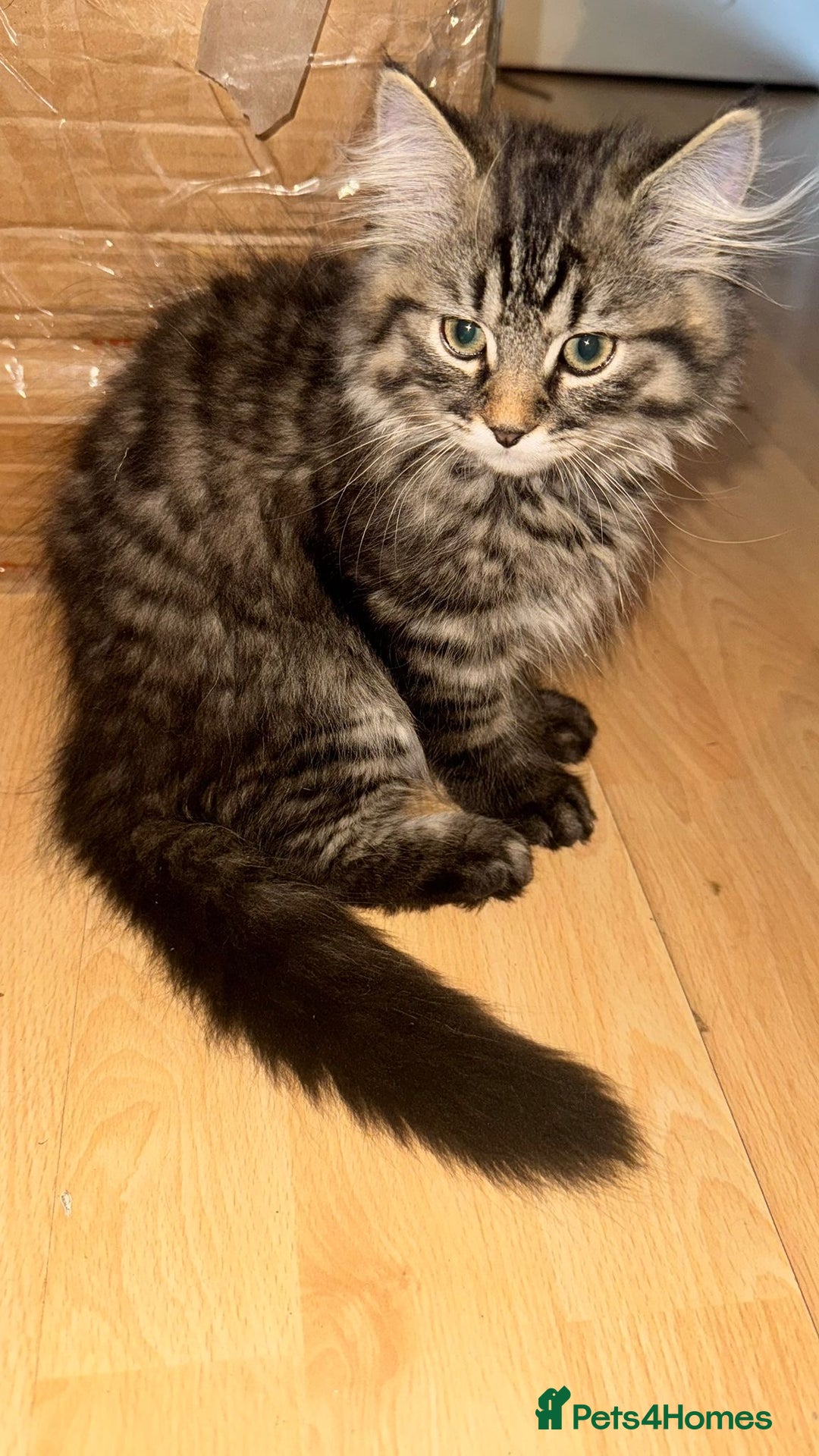 Siberian cats for sale: Beautiful Siberian kittens  - Image 10
