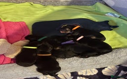 German Shepherd dogs for sale: 7 beautiful German Shepherd puppies  - Image 2