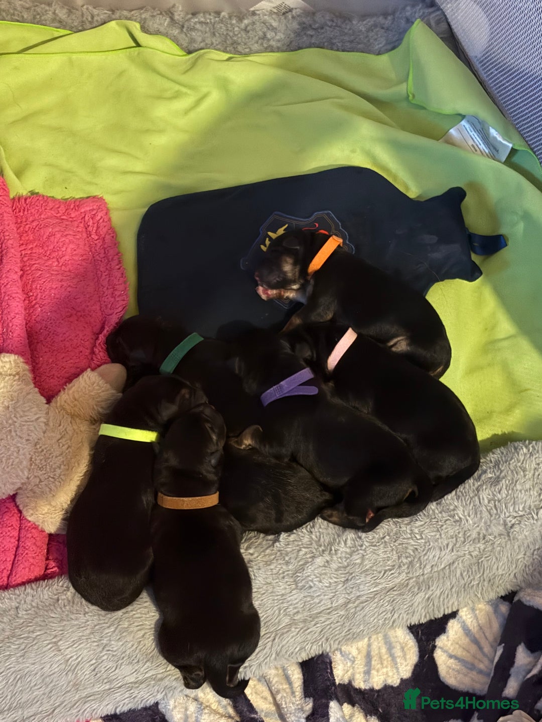 German Shepherd dogs for sale: 7 beautiful German Shepherd puppies  - Image 2