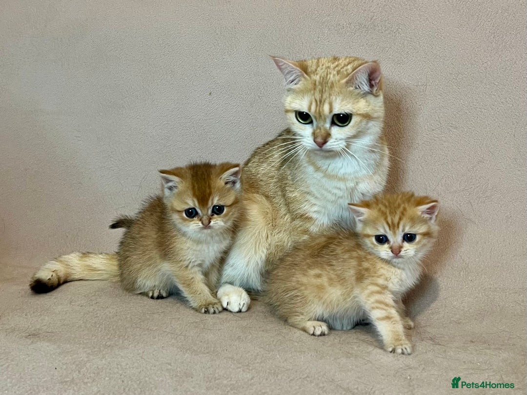 British Shorthair cats for sale: 🐾BSH Golden Kittens🐾  - Advert 35