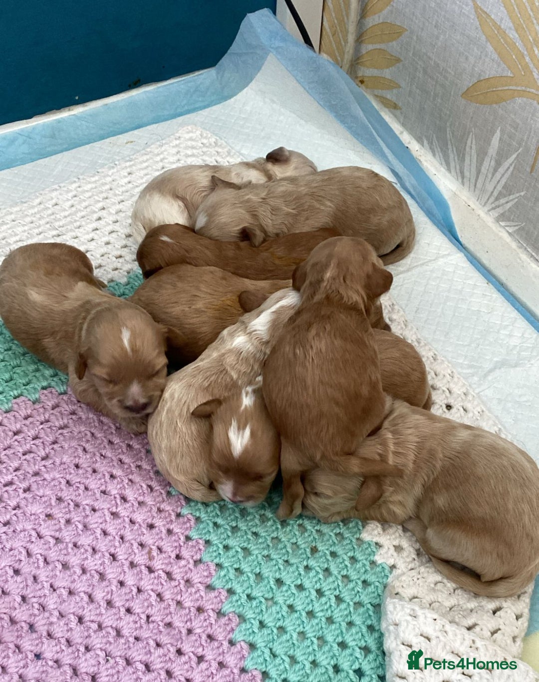 Mixed Breed dogs for sale: Gorgeous Cavapoochon Puppies 🐶  - Image 3