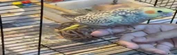 Cockatiels birds for sale: Cockatiel  - Advert 6