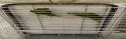 Parrots birds for sale: Alexandria breeding prayer - Advert 2