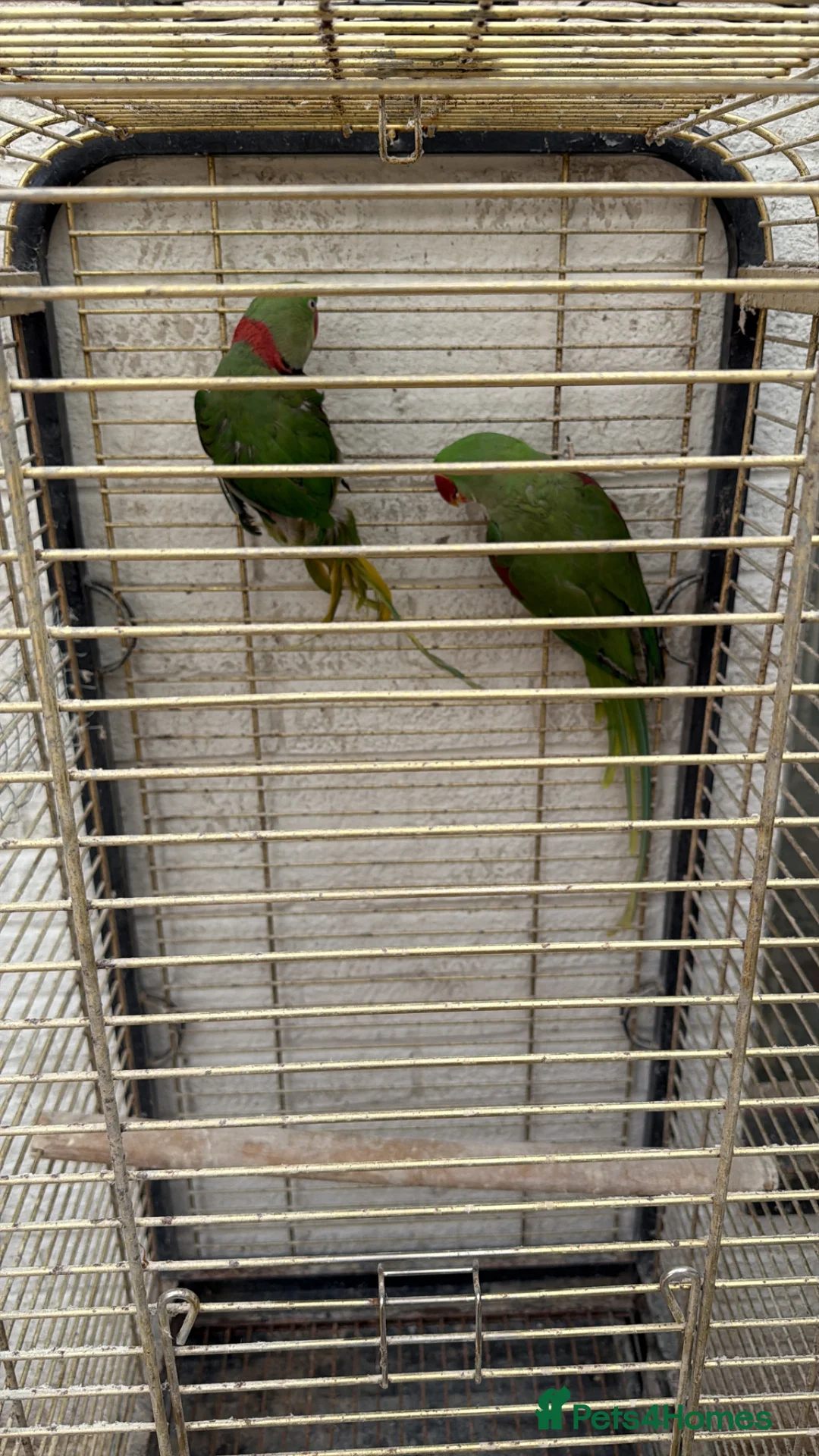 Parrots birds for sale: Alexandria breeding prayer - Advert 2
