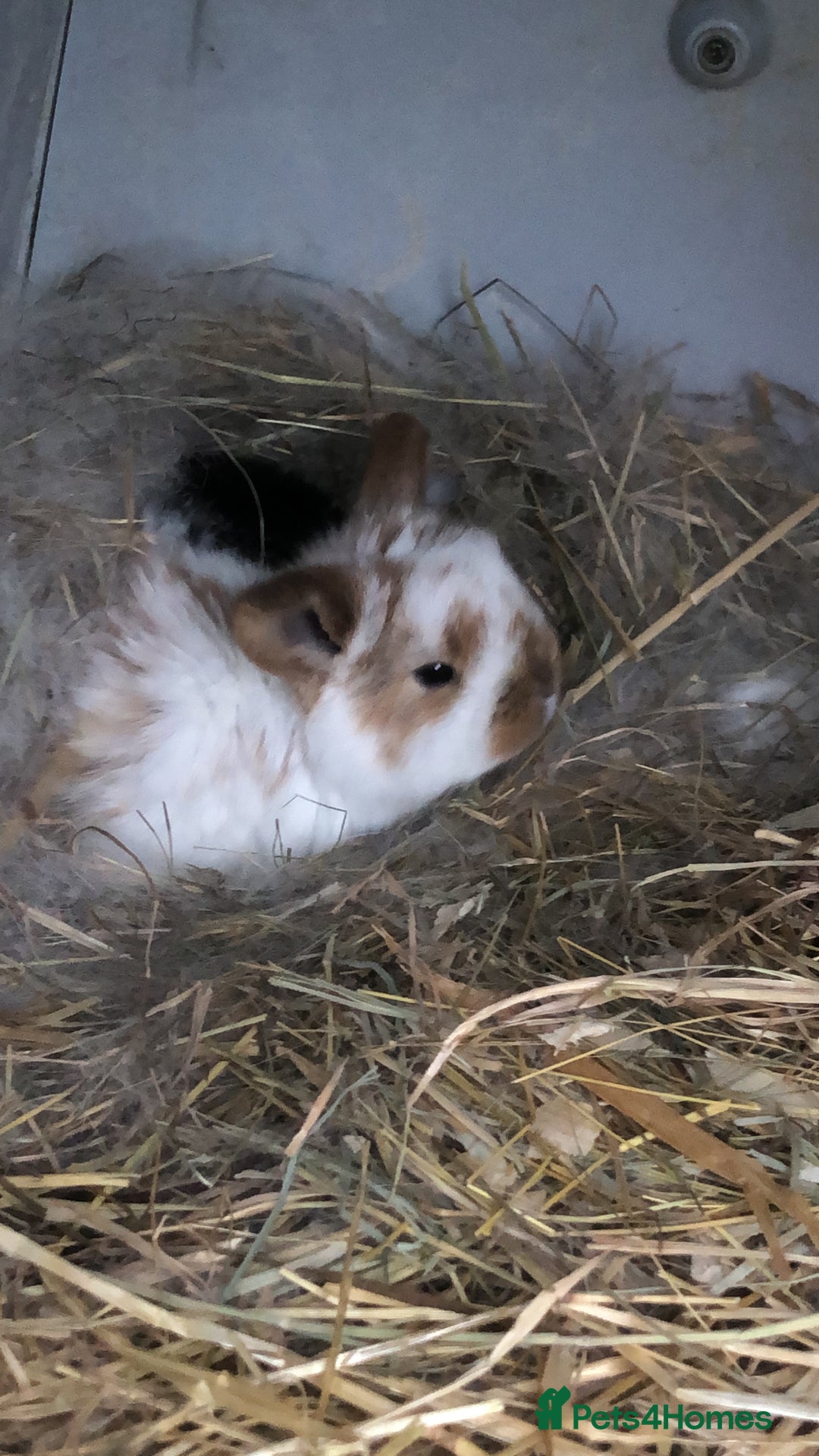 Mini Lop rabbits for sale: Mini lop kits for sale  - Advert 1