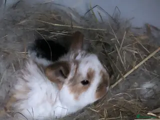 Mini Lop rabbits Mini lop kits for sale SOLD STC - Advert 20