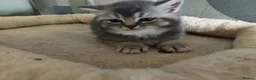 British Shorthair cats for sale: BRITISH SHORTHAIR KITTENS GCCF REGISTERED - Advert 16