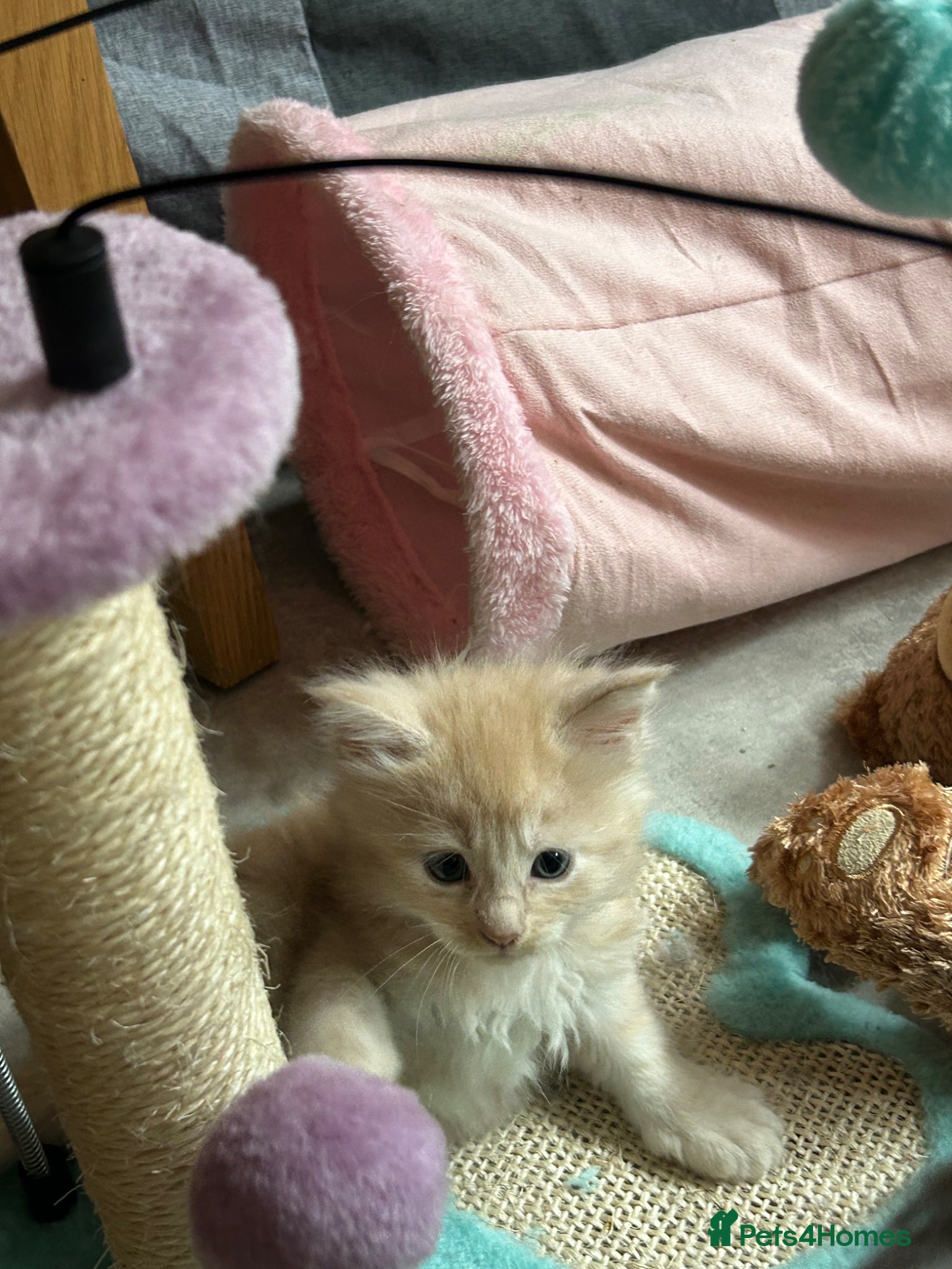 Maine Coon cats 😻😻 STUNNING CREAM MALE MAIN COONS 😻😻 - Advert 12